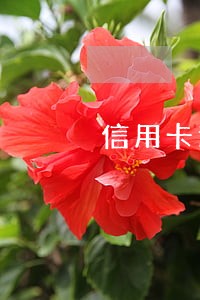 信用卡逾期身份证失效吗 信用卡逾期身份证失效吗