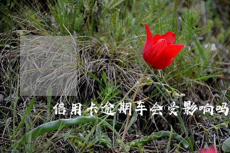 信用卡逾期车会受影响吗 信用卡逾期车会受影响吗