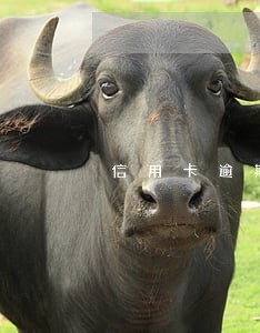 信用卡逾期车贷怎么交 信用卡逾期车贷怎么交