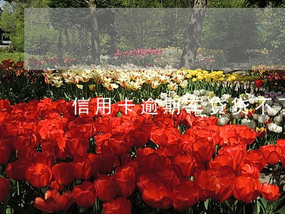 信用卡逾期车贷贷不了 信用卡逾期车贷贷不了