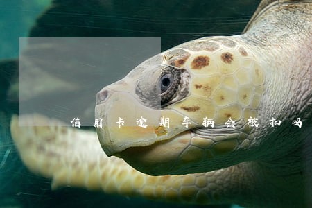 信用卡逾期车辆会被扣吗 信用卡逾期车辆会被扣吗