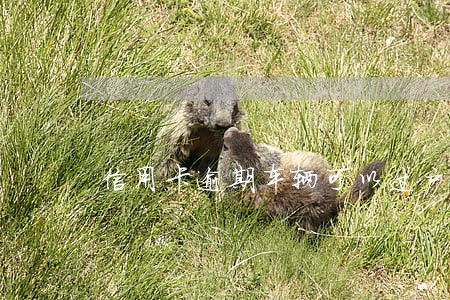 信用卡逾期车辆可以过户吗 信用卡逾期车辆可以过户吗
