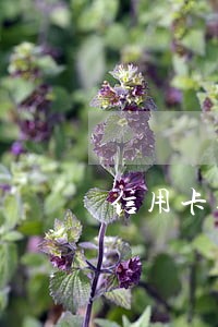 信用卡逾期轨导致公积金冻结吗