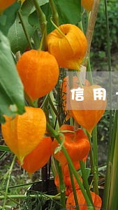 信用卡逾期转交律师事务所 信用卡逾期转交律师事务所
