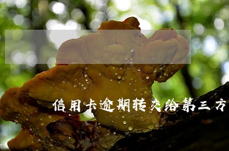信用卡逾期转交给第三方