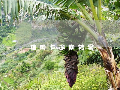 信用卡逾期转呆 信用卡逾期转呆