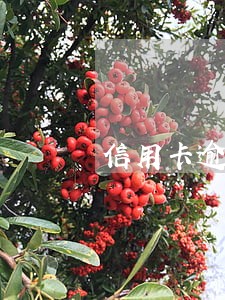 信用卡逾期转回老家 信用卡逾期转回老家