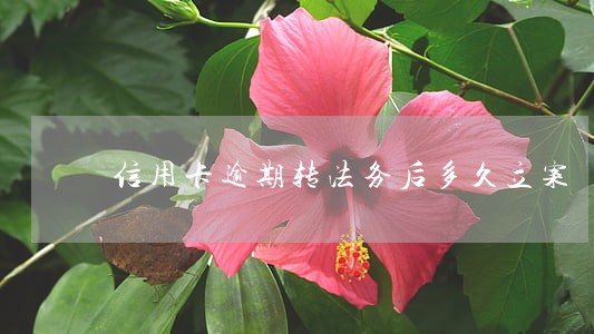 信用卡逾期转法务后多久立案 信用卡逾期转法务后多久立案