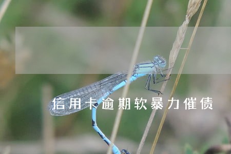信用卡逾期软暴力催债 信用卡逾期软暴力催债