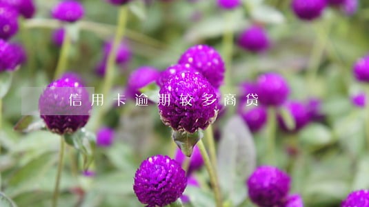 信用卡逾期较多商贷 信用卡逾期较多商贷