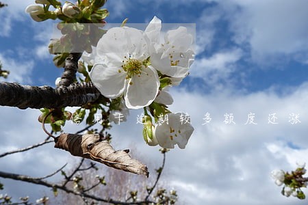 信用卡逾期较多额度还涨了
