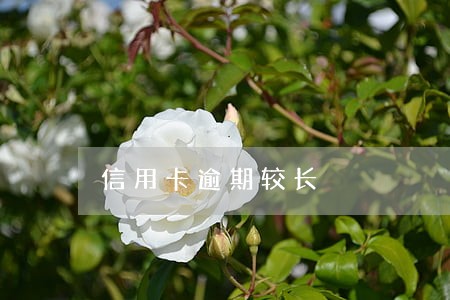 信用卡逾期较长 信用卡逾期较长
