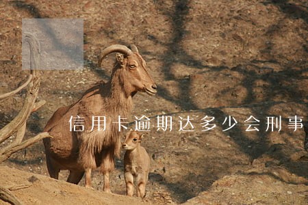 信用卡逾期达多少会刑事立案 信用卡逾期达多少会刑事立案