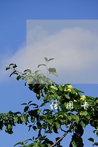 信用卡逾期迁出户口能查到吗