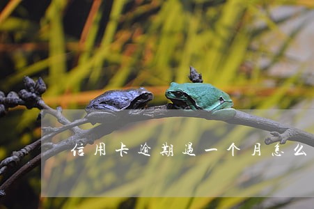 信用卡逾期过一个月怎么办 信用卡逾期过一个月怎么办