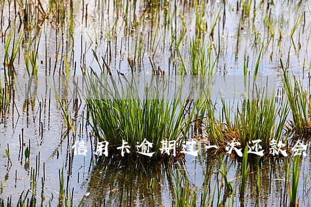 信用卡逾期过一次还款会怎么样