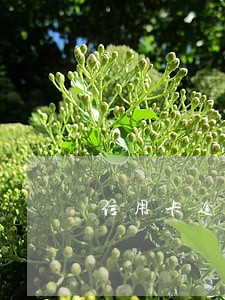 信用卡逾期过不了背调 信用卡逾期过不了背调