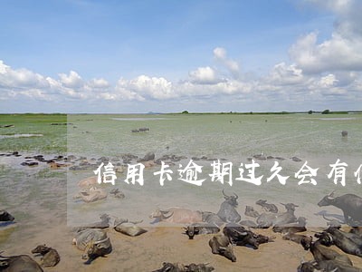 信用卡逾期过久会有什么影响 信用卡逾期过久会有什么影响