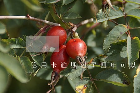 信用卡逾期过了四年可以贷款 信用卡逾期过了四年可以贷款