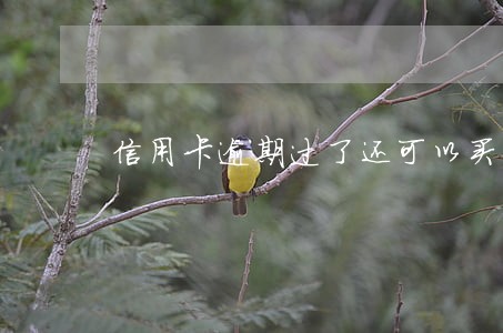信用卡逾期过了还可以买车吗 信用卡逾期过了还可以买车吗