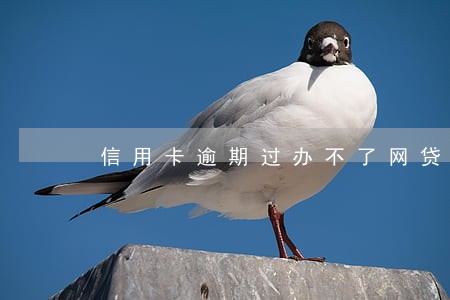 信用卡逾期过办不了网贷 信用卡逾期过办不了网贷