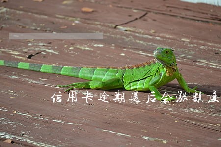 信用卡逾期过后会涨额度吗 信用卡逾期过后会涨额度吗