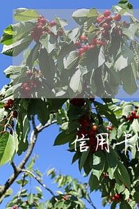 信用卡逾期过后额度 信用卡逾期过后额度