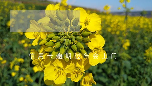 信用卡逾期过年会上门 信用卡逾期过年会上门