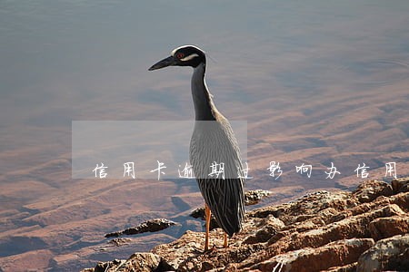 信用卡逾期过影响办信用卡 信用卡逾期过影响办信用卡