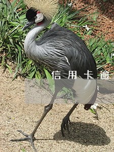 信用卡逾期过户给亲哥可以吗 信用卡逾期过户给亲哥可以吗