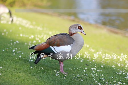信用卡逾期过比亚迪金融好过吗