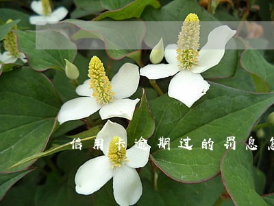 信用卡逾期过的罚息怎么查 信用卡逾期过的罚息怎么查
