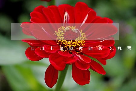信用卡逾期过能买飞机票吗 信用卡逾期过能买飞机票吗