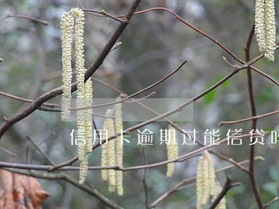 信用卡逾期过能信贷吗 信用卡逾期过能信贷吗