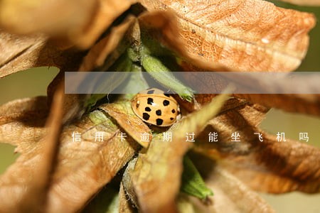 信用卡逾期过能坐飞机吗 信用卡逾期过能坐飞机吗