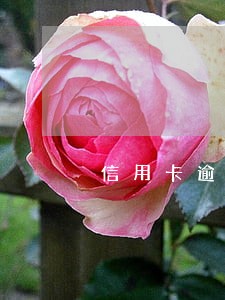 信用卡逾期过能贷车吗 信用卡逾期过能贷车吗