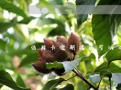 信用卡逾期过还可以办吗 信用卡逾期过还可以办吗