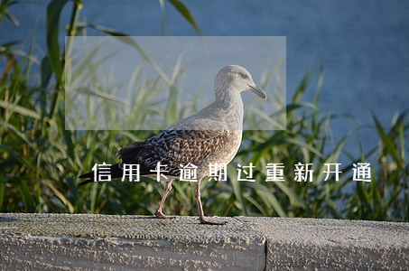 信用卡逾期过重新开通