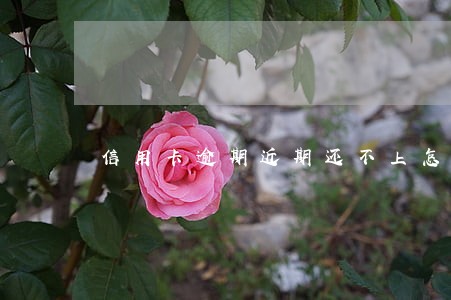 信用卡逾期近期还不上怎么办 信用卡逾期近期还不上怎么办