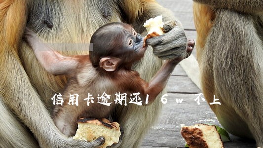 信用卡逾期还16w不上 信用卡逾期还16w不上