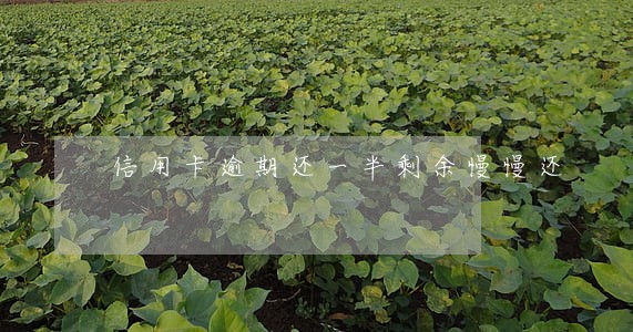 信用卡逾期还一半剩余慢慢还 信用卡逾期还一半剩余慢慢还