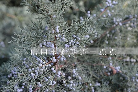 信用卡逾期还一点点 信用卡逾期还一点点