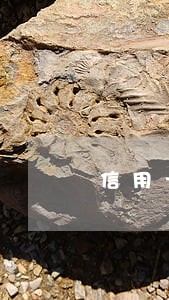 信用卡逾期还一百可以吗 信用卡逾期还一百可以吗