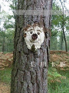 信用卡逾期还上了又借钱 信用卡逾期还上了又借钱