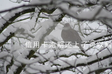 信用卡逾期还上了可以解冻吗