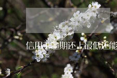 信用卡逾期还上最低还能再用吗