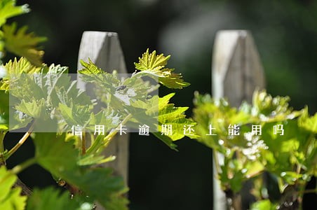 信用卡逾期还上能用吗