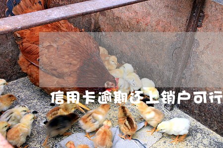 信用卡逾期还上销户可行 信用卡逾期还上销户可行