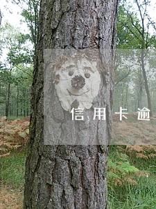 信用卡逾期还不上不敢接电话 信用卡逾期还不上不敢接电话