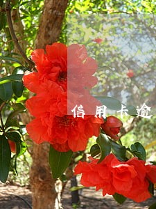 信用卡逾期还不上了要告诉家人吗